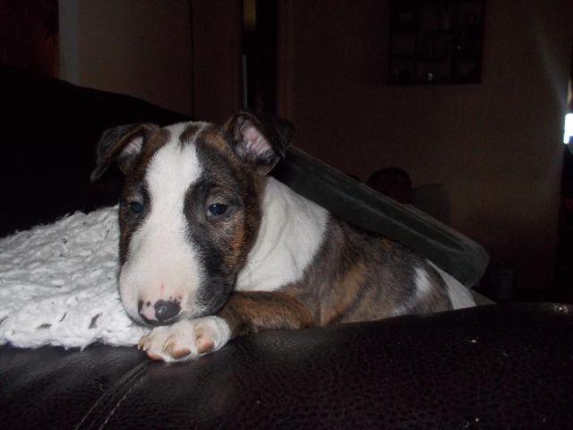 ENGLISH BULL TERRIER ONLY 1 female pups for 5-8