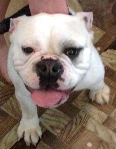 English Bulldog For Sell with ACA Papers