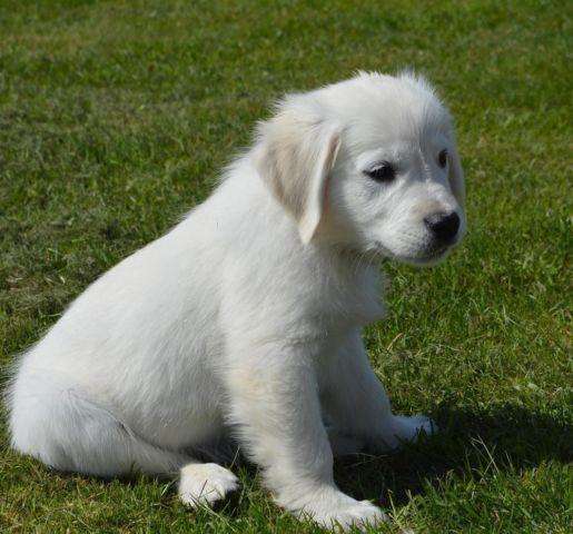 English Golden Retriever Puppy Imported 10+ Champion Lines