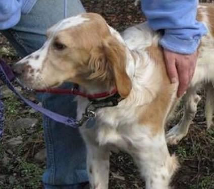 English Setter - Freckles - Medium - Young - Male - Dog