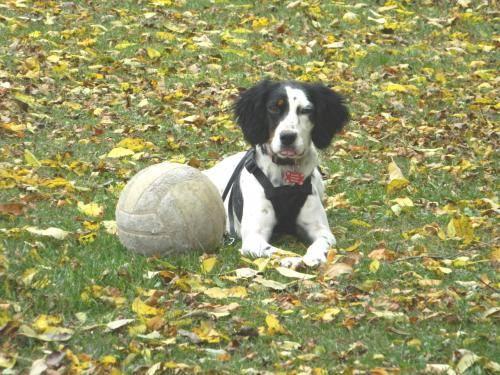 English Setter - Lacey - Medium - Young - Female - Dog