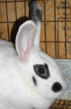 English Spot - Dotty - Medium - Adult - Female - Rabbit