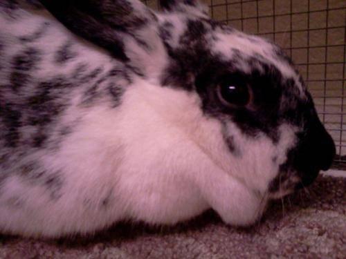English Spot - Joey - Small - Young - Female - Rabbit