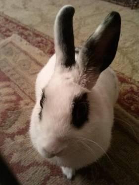 English Spot - P A R I S - Small - Young - Female - Rabbit