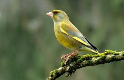 European Greenfinches for sale
