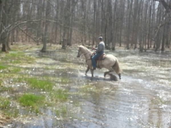 Excellent Roping and All Around Ranch Horse For SALE