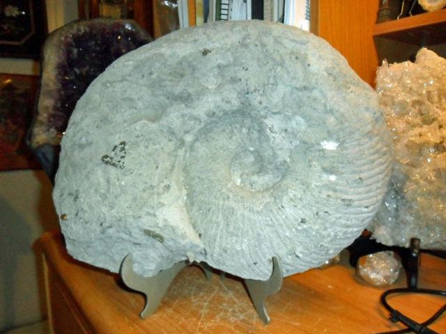 Exceptional and Beautiful Giant Size Texas Ammonite 20 lbs. Fossil
