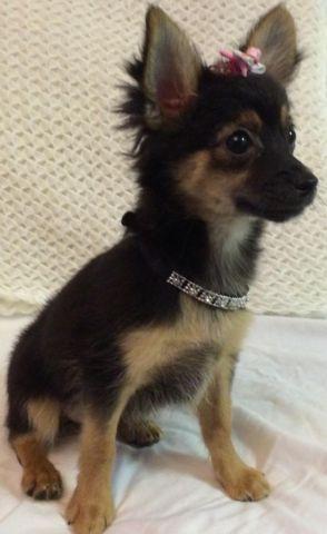 Exceptionally Sweet Long-haired Chihuahua Puppies for Adoption