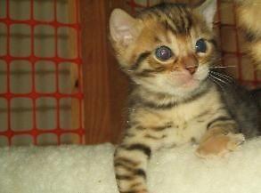 Exotic Bengal Kittens For Sale