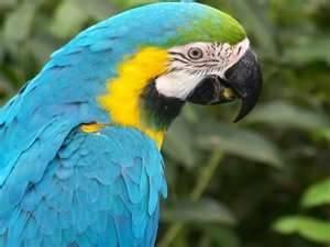 Exotic Bird - Macaw Blue/Gold Beautiful !!! with caged