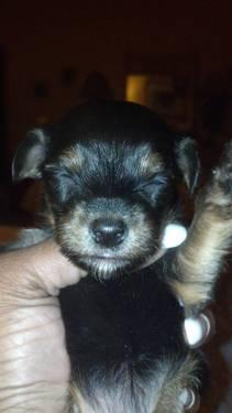 Exotic Crestepoo Female Available at 8 weeks Born Dec 22, 2012