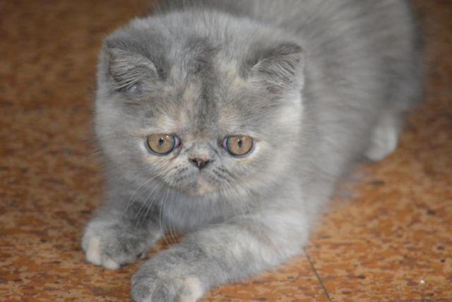 Exotic Female Persian Kitten
