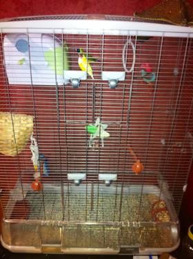 Exotic finches with cage