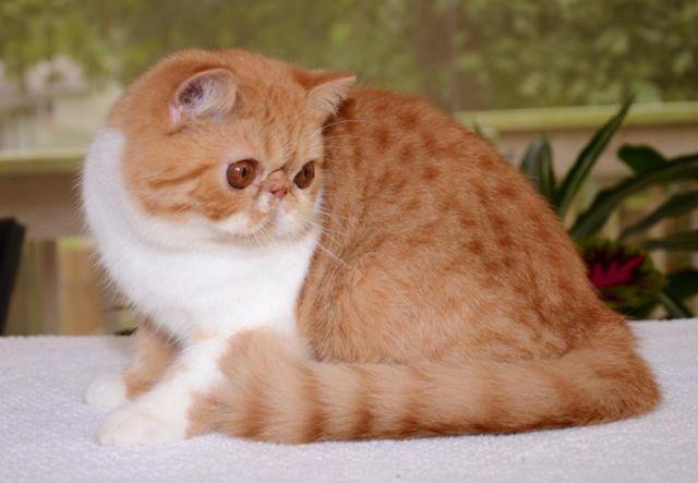 Exotic Shorthair **Red Spotted Tabby/White**