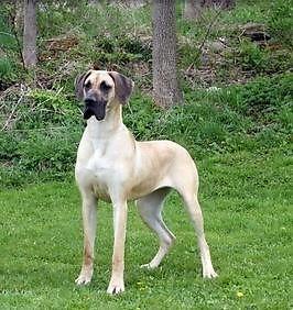 Expecting AKC Great Danes