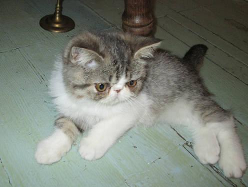 EXTREME EXOTIC SHORT HAIR PERSIAN SHOW QUALITY-BLUE/WHITE VAN-PET ONLY