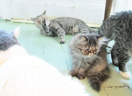 EXTREME EXOTIC SILVER TABBY LONG HAIR PERSIAN SHOW KITTEN - PET ONLY