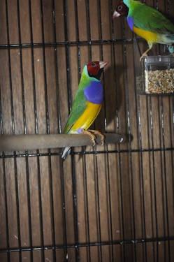 extremely colorful gouldian finches