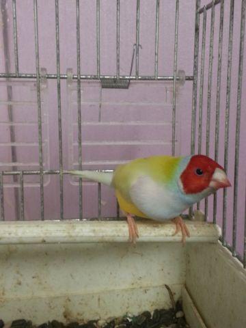 Extremely colorful gouldian finches