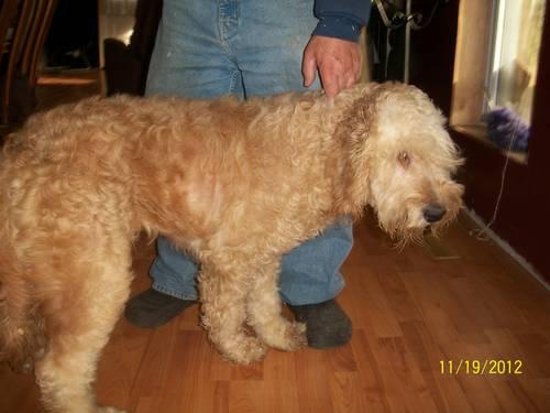 EXTREMELY CUTE FEMALE GOLDENDOODLE 3 YEARS OLD