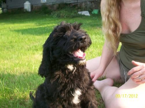 EXTREMELY CUTE MALE SPRINGERDOODLE PUP