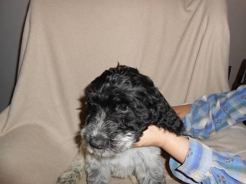 EXTREMELY CUTE SPRINGERDOODLE PUPS AVAILABLE