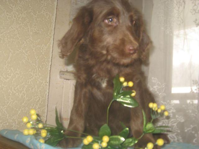 F1 LABRADOODLE MALE PUPPIES