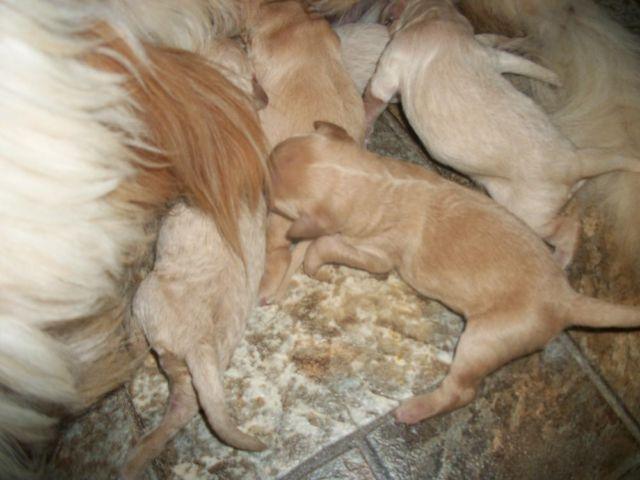 F1b Goldendoodle Puppies Born 9/19