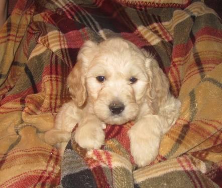 F1B GOLDENDOODLE PUPPIES FOR SALE