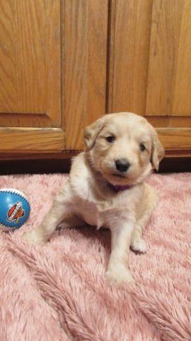 F1b Miniature and Petite Goldendoodle puppies