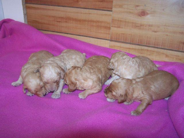 F1b Miniature Goldendoodle puppies
