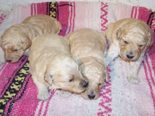 F1b Miniature & Petite Goldendoodle puppies