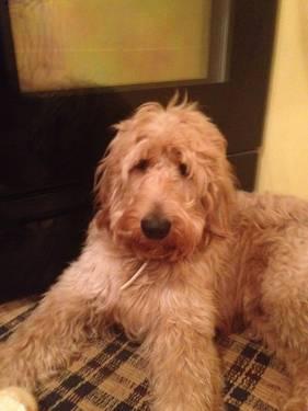 F2B GOLDENDOODLE PUPPIES Ready 3/8