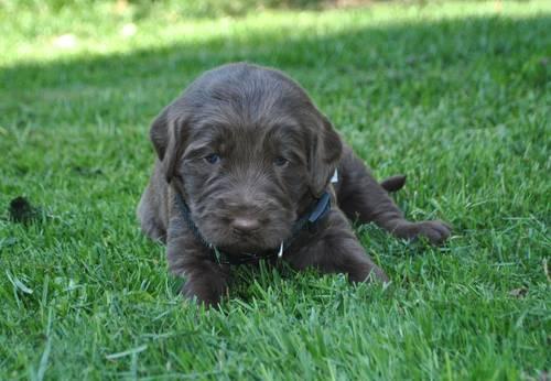 Family Raised Labradoodle Puppies