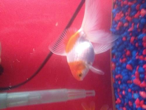 Fancy Goldfish For Sale