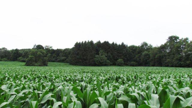 Farmland and Building Lot in Pompey, NY 14 Acres