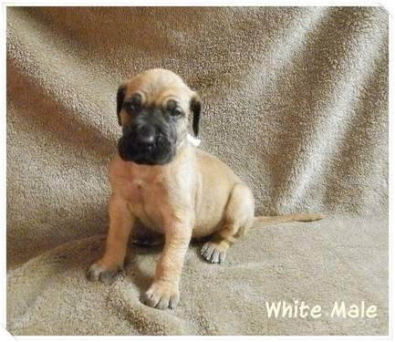 Fawn Great Dane Puppies - Ready on December 8th
