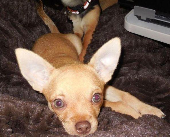 Fawn male Chihuahua puppy for sale