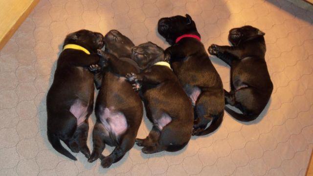 FC AFC Sired puppies