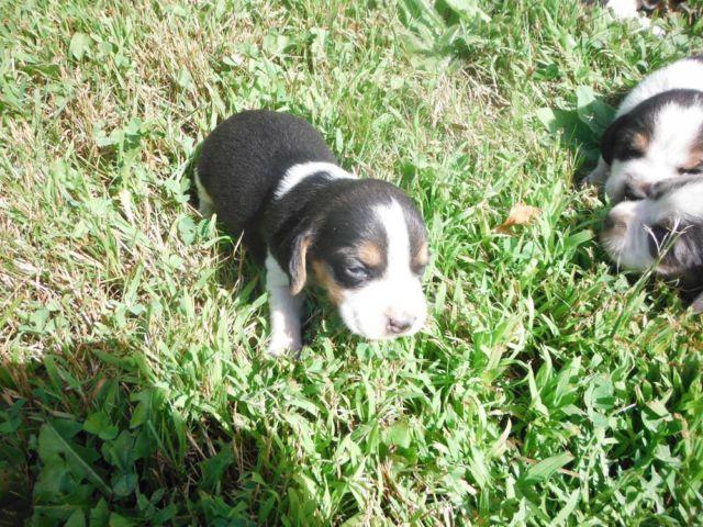 Female AKC beagle Puppies