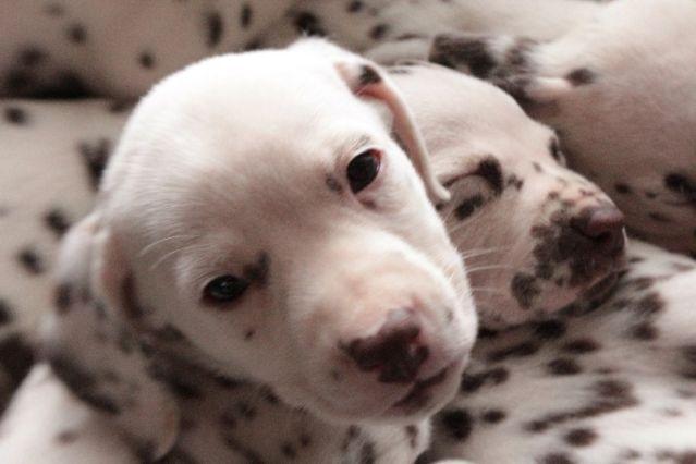 Female AKC Dalmatian puppy needs a loving home