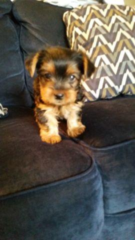 Female and Male Yorkie Puppy