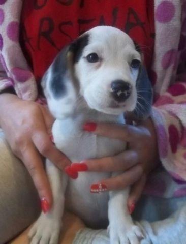 Female Beagle for sale