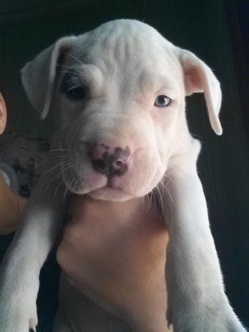 Female Blue Nose Pitbull Puppy Born 7/29/14