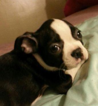 Female Boston Terrier Puppies for Sale - 9 Weeks Old