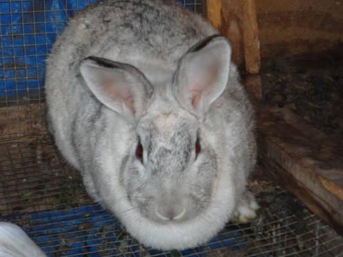 female bunny needs a new home