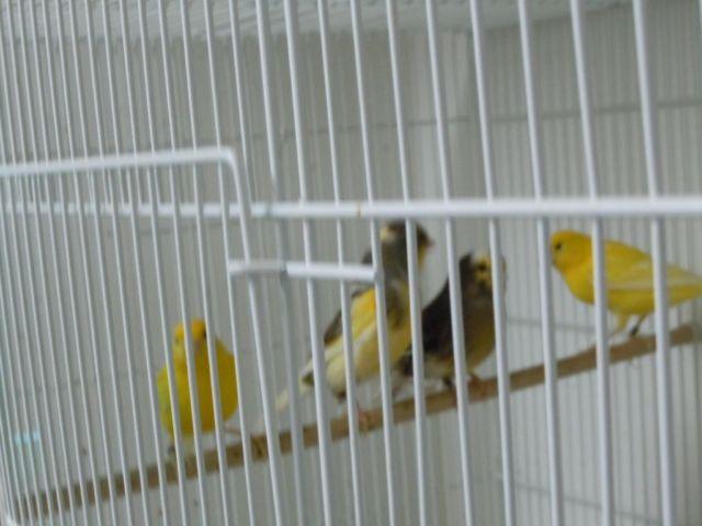 Female canary