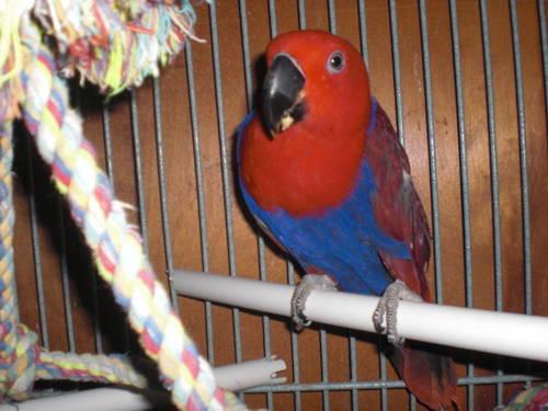 female Eclectus for sale
