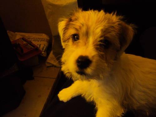 Female Jack Russell Puppy