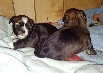 Female Lhasa Apso Puppies Born Christmas Night 2014